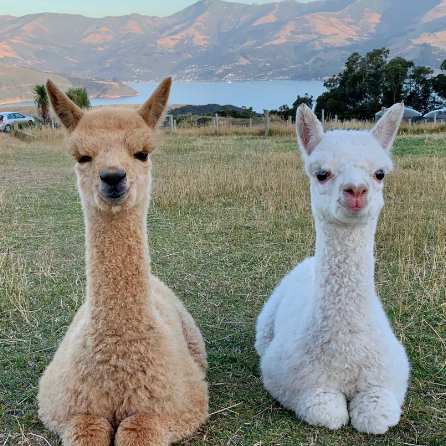 Alpaca Knitwear By Cynthia