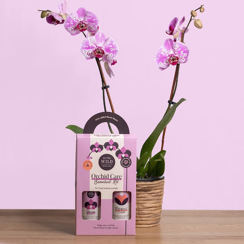 A pink Phalaenopsis Orchid pot plant with elongated leaves and one open flower spike with pink flowers, placed in a ceramic pot.