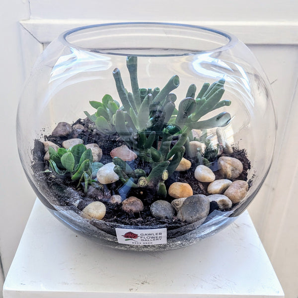Mixed Succulent Terrarium