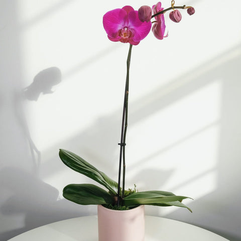 Phalaenopsis Orchid Pot Plant