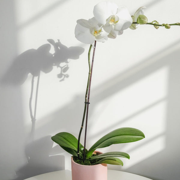 Phalaenopsis Orchid Pot Plant
