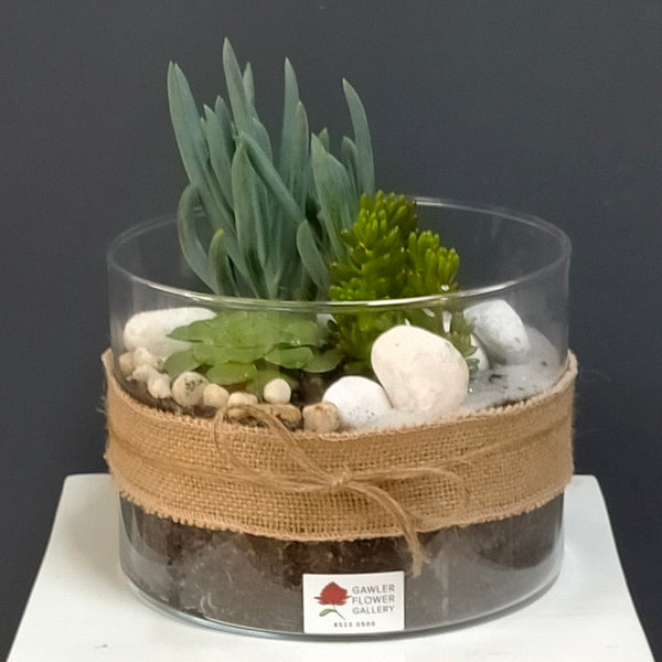 Mixed Succulent Terrarium