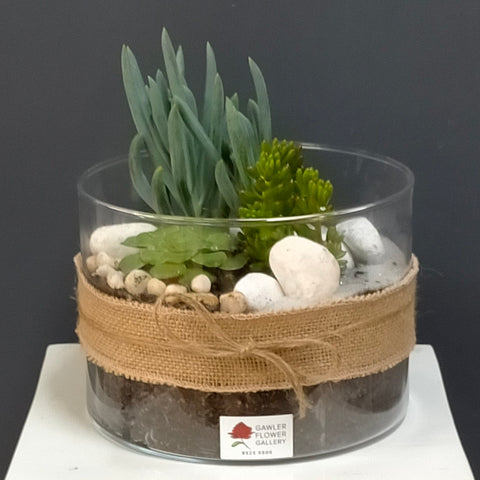 Mixed Succulent Terrarium