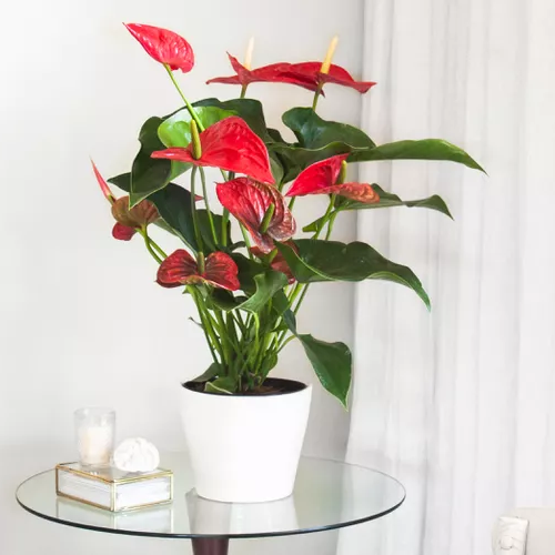 An Anthurium plant with red leaves in a white ceramic pot, placed on a glass table in a bright indoor setting.