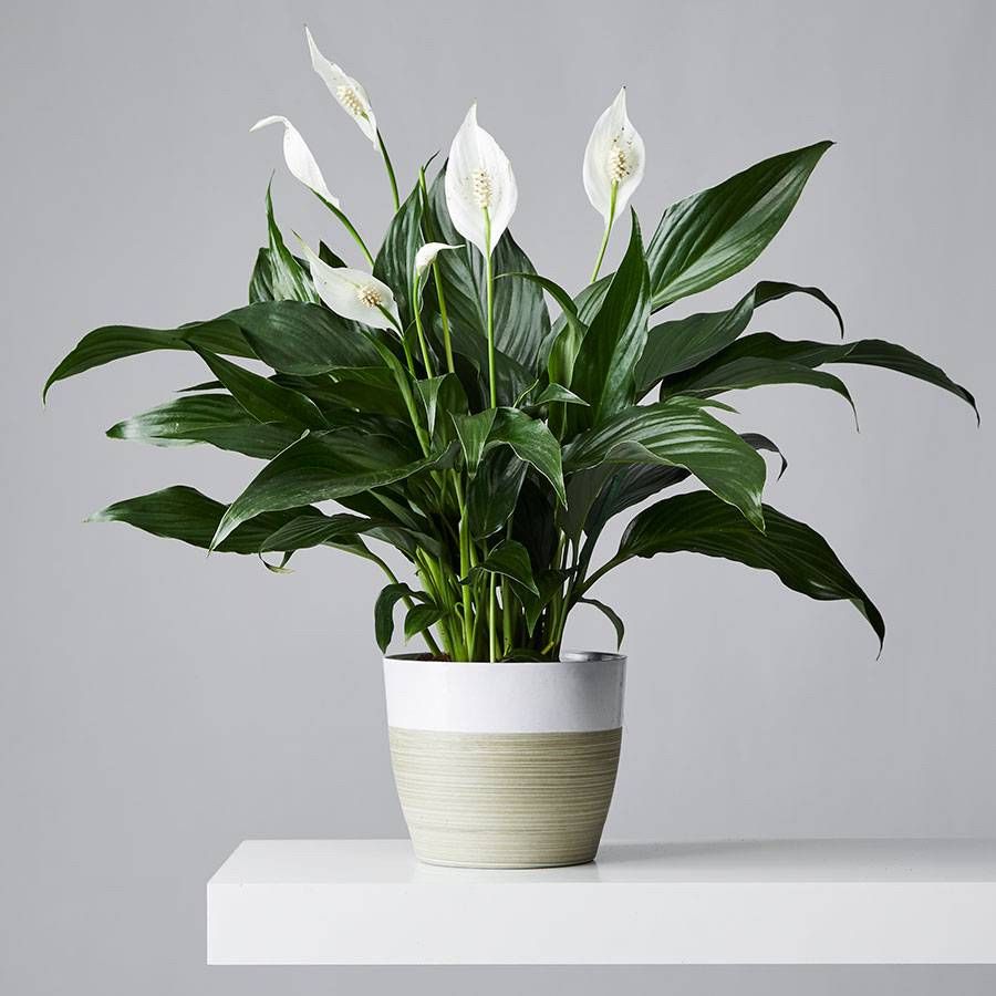 peace lily varieties australia Peace Lily